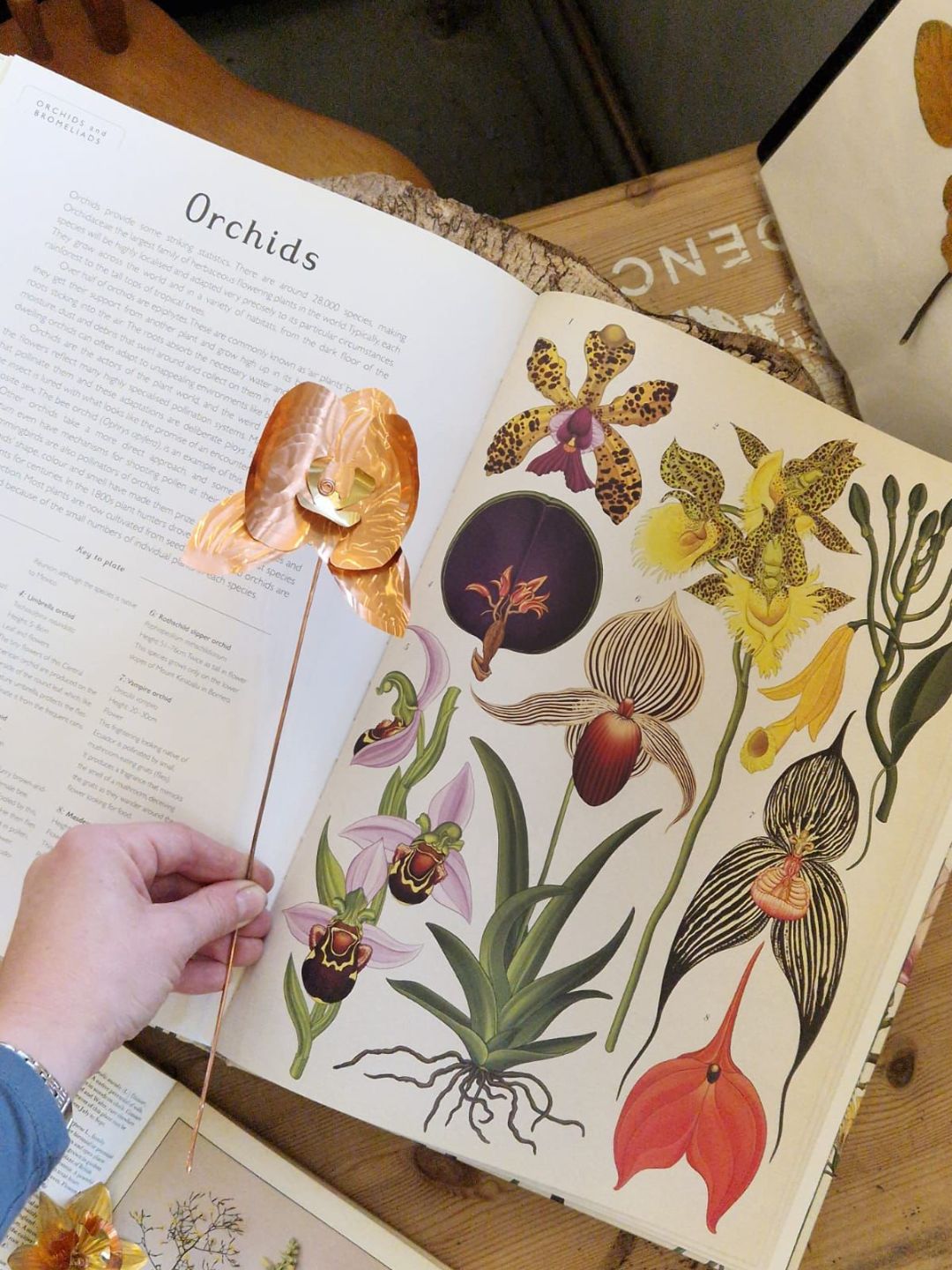 Copper Botanicals Workshop