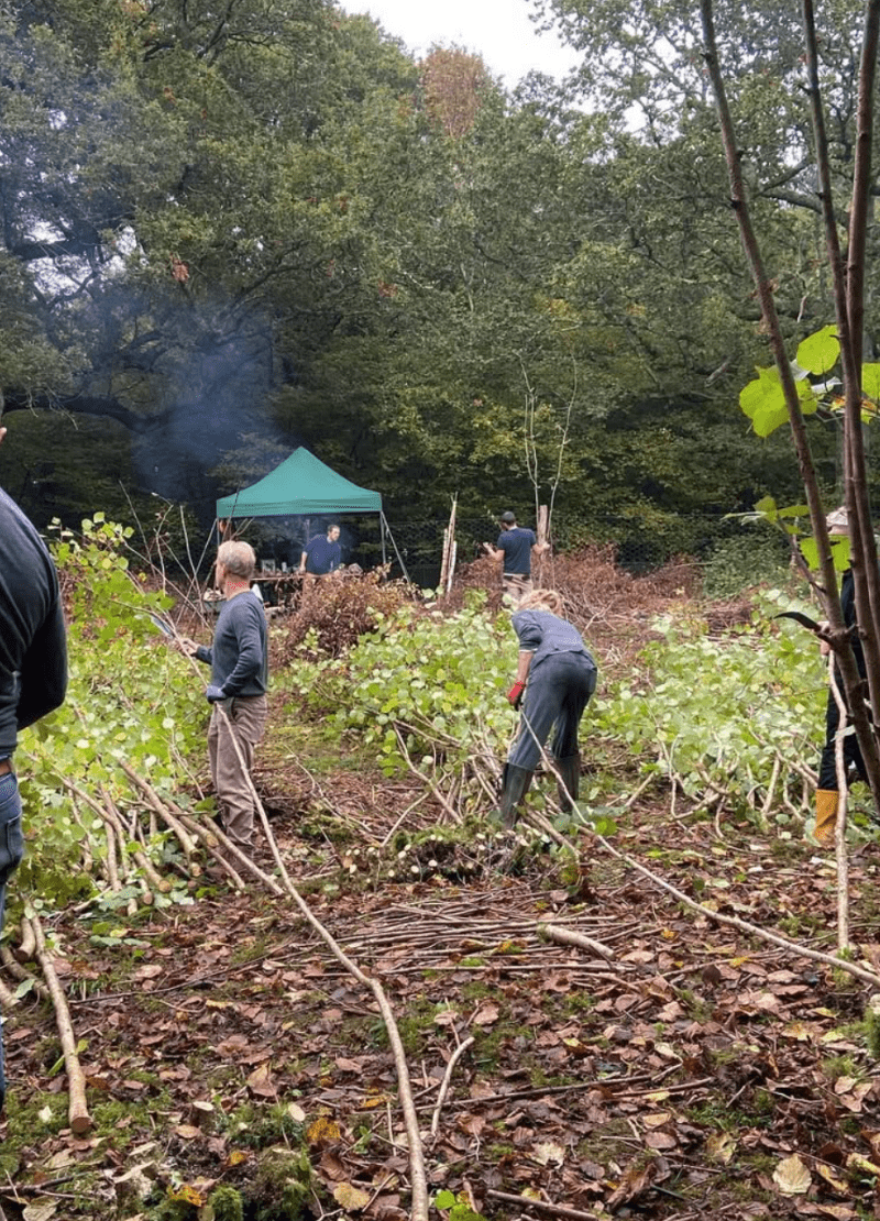 Coppicing Course