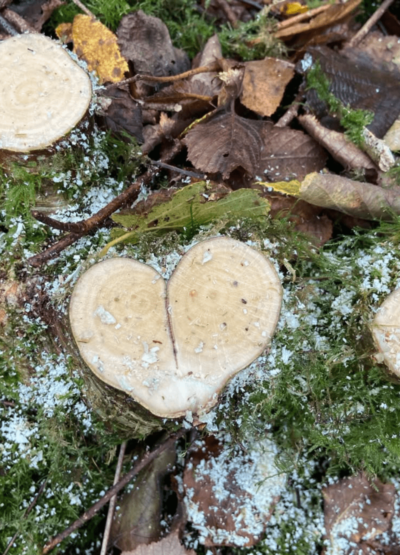 Coppicing Course