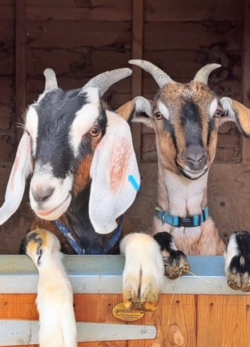 Natural Goats Milk Soap